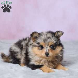 Addy, Pomeranian Puppy